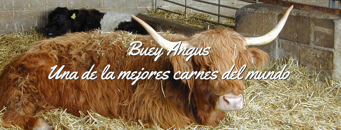 Buey Angus: una de la mejores carnes del mundo